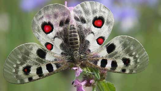 Projekt programu czynnej ochrony niepylaka apollo Parnassius apollo (Linnaeus, 1758) w