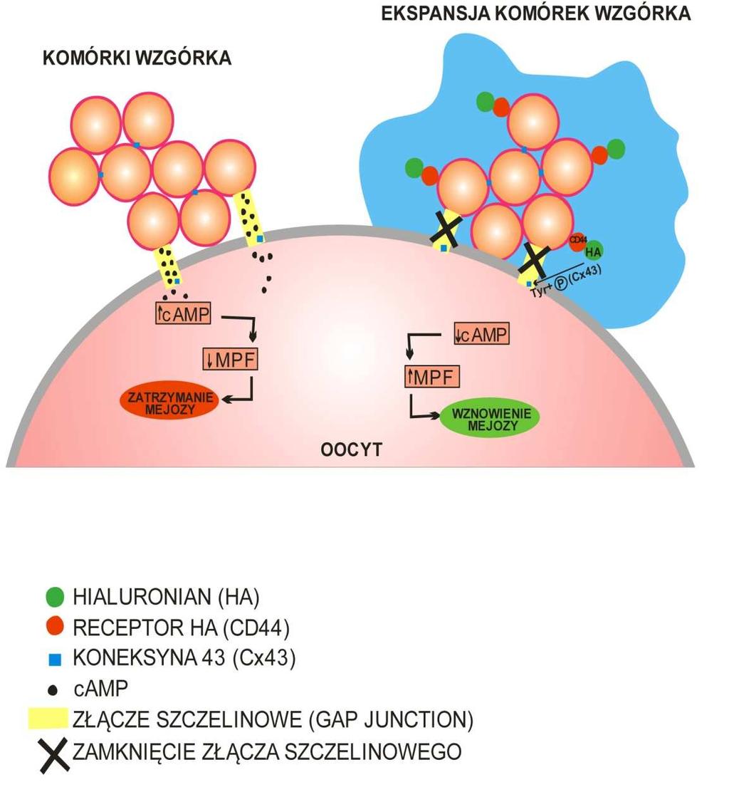E. Latasiewicz i J. Opiela do hodowli oocytów in vitro może przyczynić się do zwiększenia odsetka oocytów osiągających dojrzałość mejotyczną, czyli stadium metafazy II.