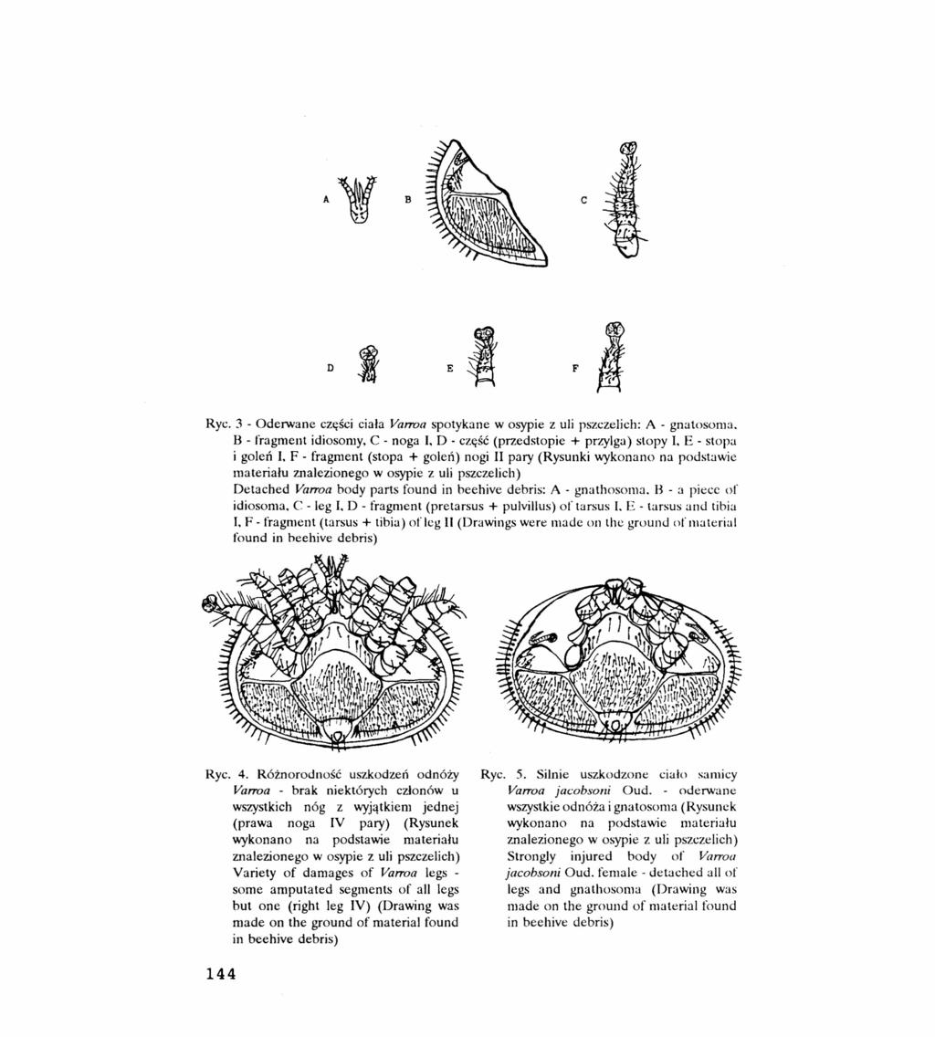 B c D F Ryc. 3 - Oderwane części ciała Vanva spotykane w osypie z uli pszczelich: A - gnarosoma. B - fragment idiosomy, C - noga I. D - CZI(ŚĆ (przedstopie + przylga) stopy I. E - stopa i goleń I.