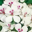 Rainbow White 11368