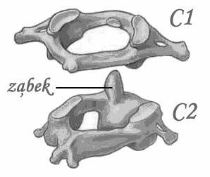 Zadanie 11. Na rysunkach przedstawiono dwa pierwsze kręgi wchodzące w skład odcinka szyjnego w kręgosłupie człowieka. A. Podaj nazwy kręgów przedstawionych na rysunku C 1 -... C 2 -... B.