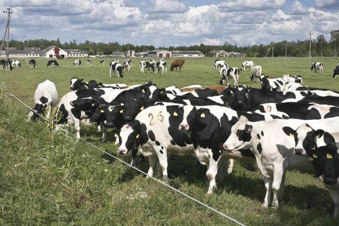 Działania na rzecz zrównoważ Ok. 750 000 producentów mleka działa w sektorze. Ich głównym źródłem dochodów jest produkcja mleka.