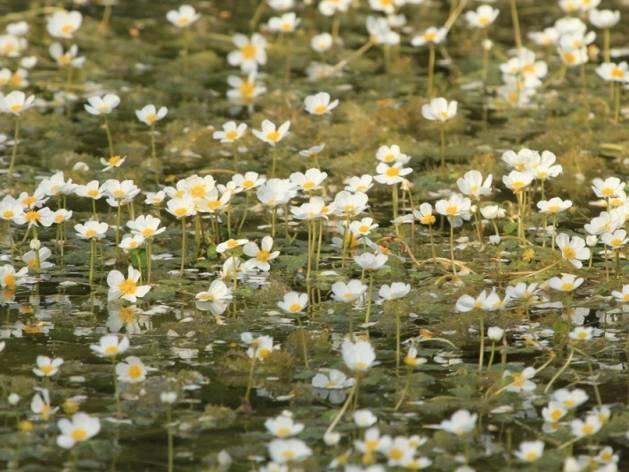żółwia błotnego. Szczególnie bogata jest ichtiofauna, w tym reofilna fauna wodna, z zagrożonymi gatunkami. Jeziora Gościmskie (PLH080036) obszar o powierzchni 2995.