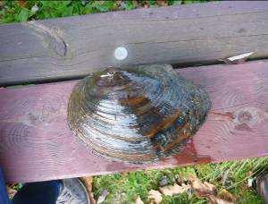 Sinanodonta woodiana; u
