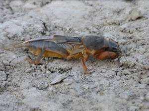podjadek Gryllotalpa