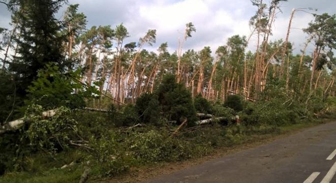 Największa klęska w historii polskich lasów Dodano: 12.08.2017 Ok. 8,05 mln m3 zniszczonego drewna na powierzchni ponad 44,6 tys.