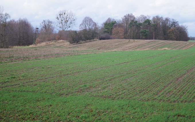 26 hardt 116 Lage: Bei Wąsowo, nördlich der Straße nach Wytomyśl, auf dem Acker der Familie Lisek. Gemeinde Kuślin, Kreis Nowy Tomyśl, Woiwodschaft Wielkopolskie.