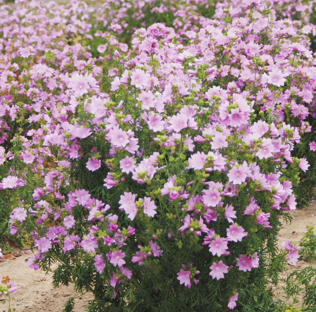 Sza³wia ³¹kowa Salvia pratensis roœlina trwa³a. Liœcie odziomkowe owalne lub jajowate, u podstawy lekko sercowate, na szczycie zaostrzone lub têpe, grubo i nieregularnie z¹bkowane.