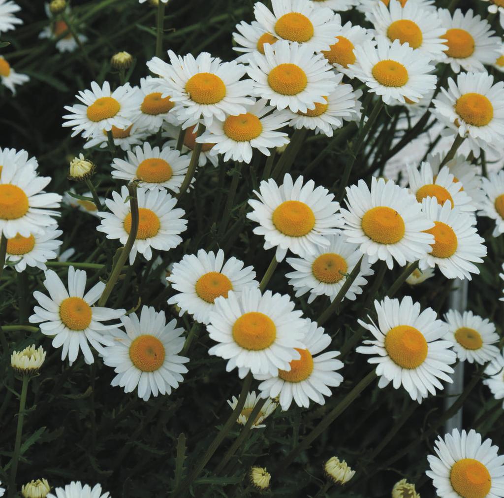 Z³ocieñ polny Chrysanthemum segetum roœlin jednoroczna, nagimi, prostymi lub rozga³êzionymi ³odygami.