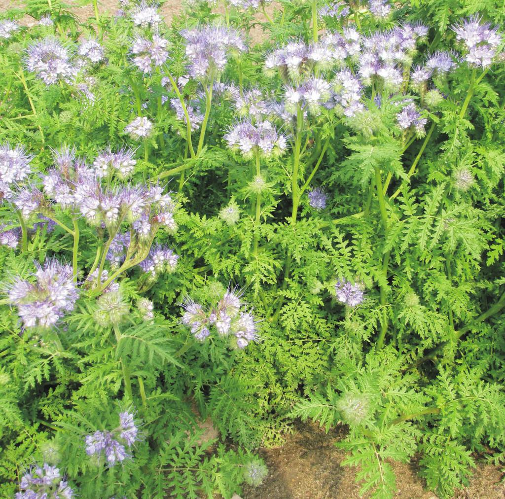 Czarnuszka siewna Nigella sativa wzniesiona, rozkrzewiona roœlina roczna o pierzastodzielnych liœciach d³ugoœci do 5 cm.
