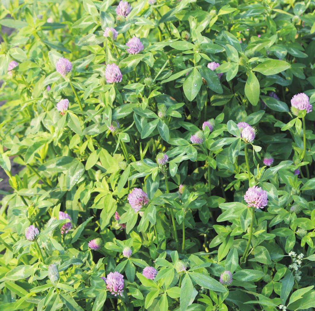 Koniczyna bia³a Trifolium repens roœlina wieloletnia, ³odyga p³o ¹ca, jest bezlistna i g³adka. Liœcie trójlistkowe o d³ugich ogonkach, odwrotnie jajowate, o z¹bkowanych brzegach.