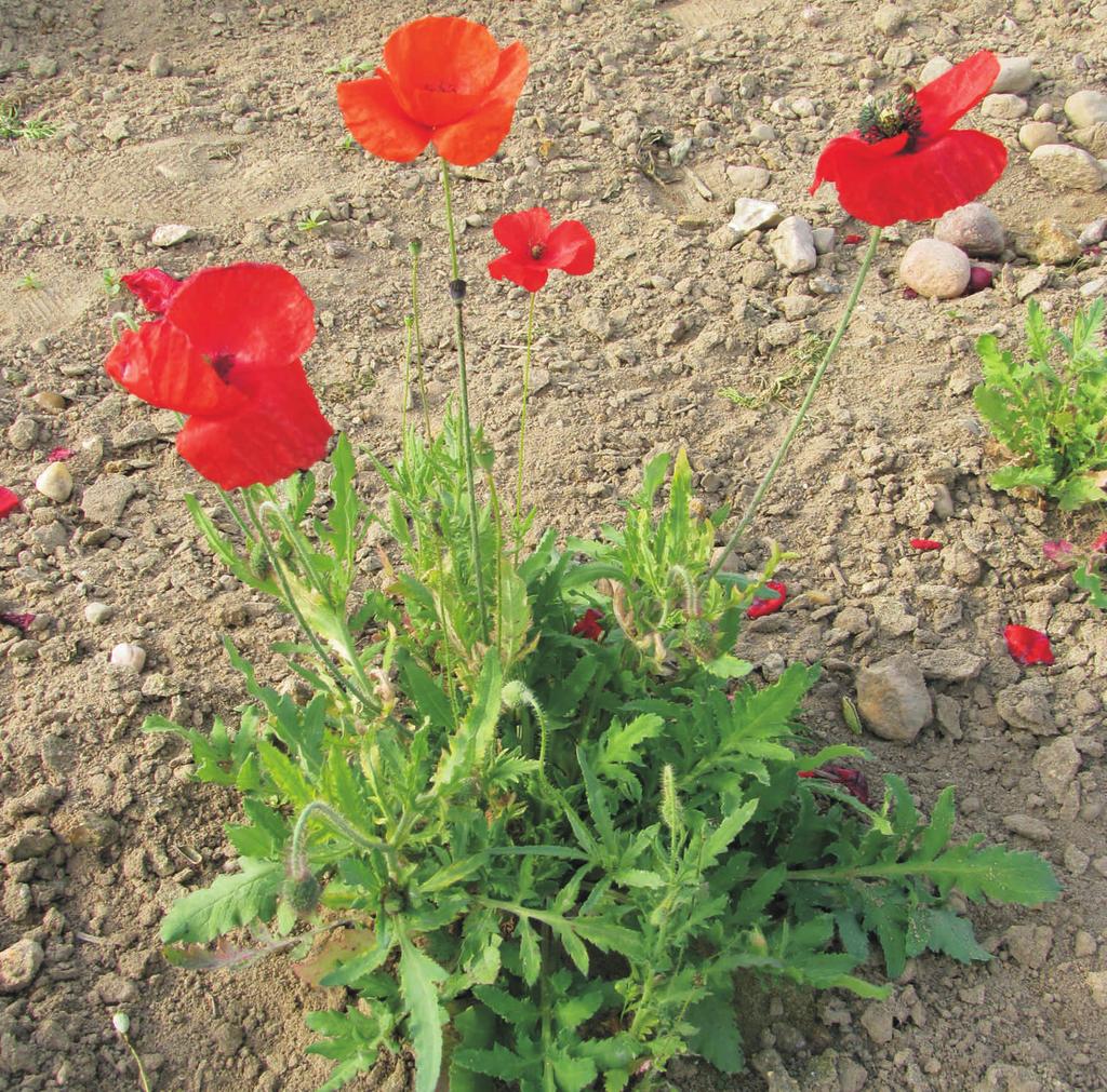 Lnicznik siewny Camelina sativa Crantz roœlina jednoroczna, ³odyga wzniesiona, prosta, cienka. Ulistnienie skrêtoleg³e, liœcie siedz¹ce zwykle ca³obrzegie.