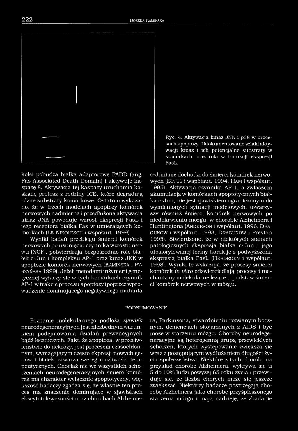 Ostatnio wykazano, że w trzech modelach apoptozy komórek nerwowych nadmierna i przedłużona aktywacja kinaz JNK powoduje wzrost ekspresji FasL i jego receptora białka Fas w umierających komórkach (L