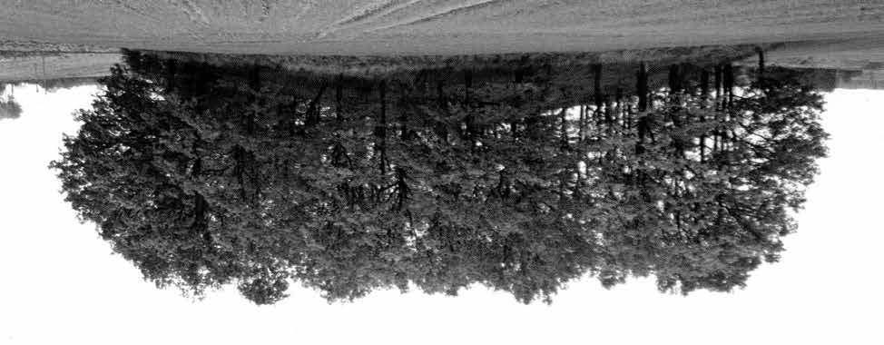 Zbigniew Kobyliński i inni Ryc. 2. Segnowy, gm. Iława domniemany kopiec strażniczy północny (wg W. Skrobota 2009) Fig. 2. Segnowy, community of Iława the alleged northern sentry mound (according to W.