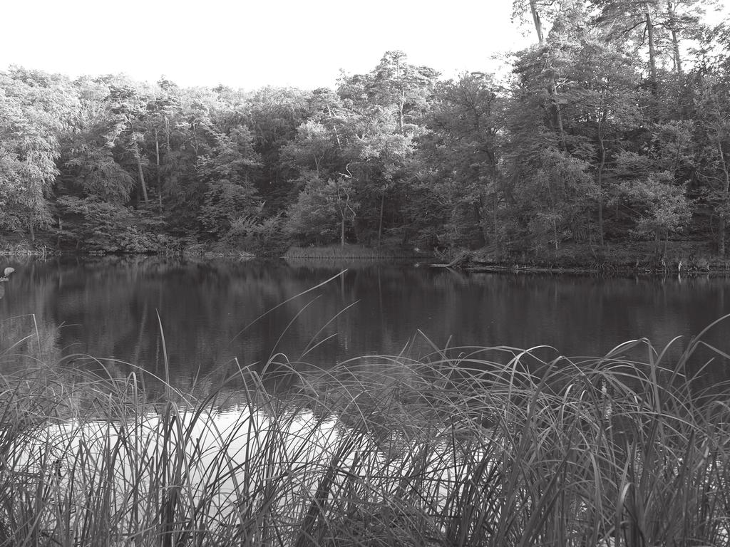 najstarszy dryas. W tym czasie powsta³y podstawowe typy rzeÿby wyspy Wolin. Woliñska morena czo³owa stanowi trzon plejstoceñskich osadów.