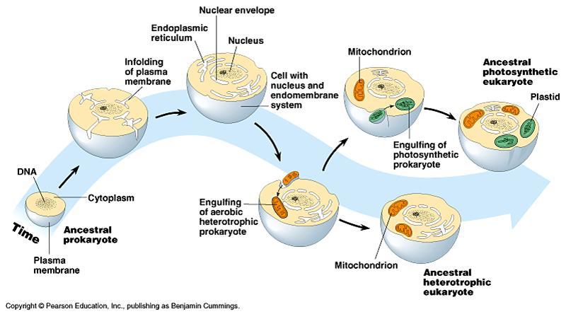 Eukariogeneza wirusowa } Endosymbiontyczna