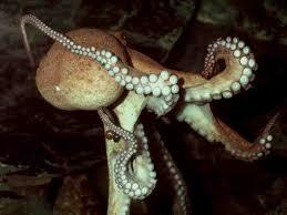 (Oncorynchus sp.) np.