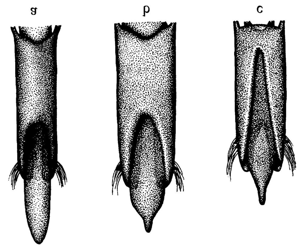 UWAGI O KISTNIKOWATYCH EUROPY 231 Ryc. (Fig.) 9. Aparat kopulacyjny % (Male genitalia): a Byturus tomentosus (DE GEER) (oryg.), b Byturus ochraceus (SCRIBA) (oryg.