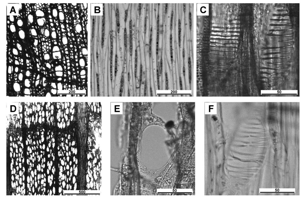 Drewniane naczynia toczone z Ostrowa Tumskiego... 223 perforacyjna drabinkowa (ryc. 2c); 5. brak spiralnych zgrubień w ścianach naczyń. Buk (Fagus sp.) charakteryzuje się: 1.