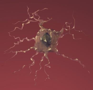 homeostazy Ca 2+ w neuronach Neurony młodego mózgu