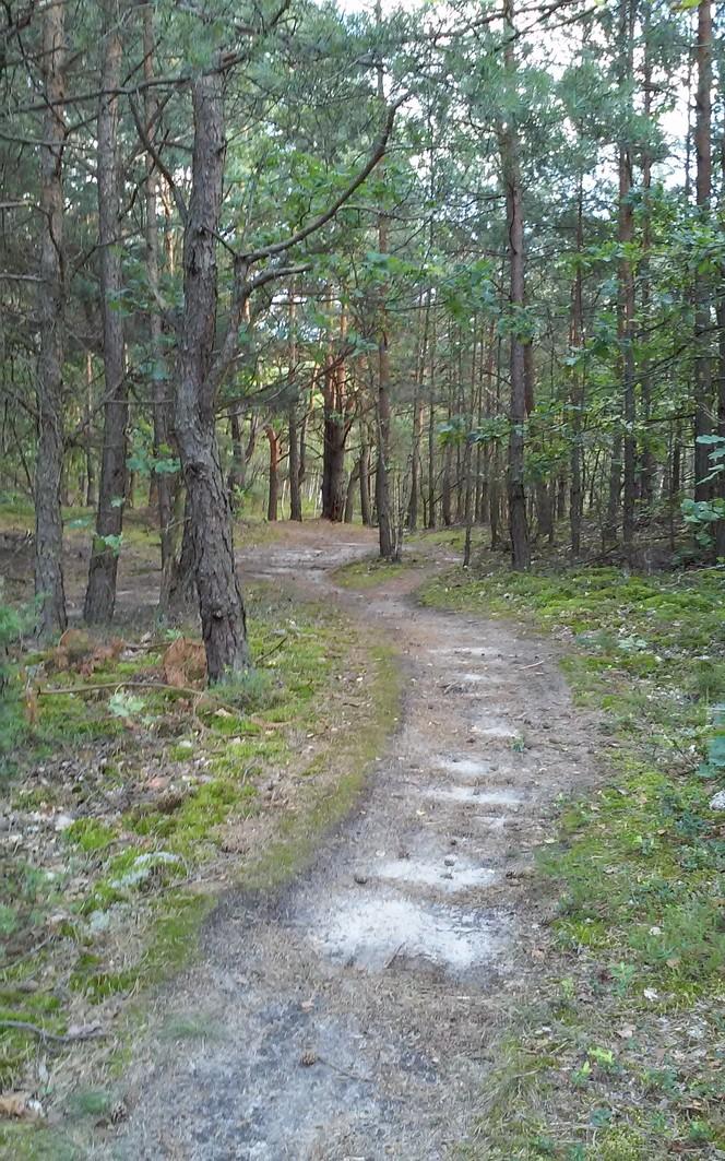 Poniżej fotografie z terenu zawodów i fragmenty map: Mapy: dystans klasyczny Wiązowna