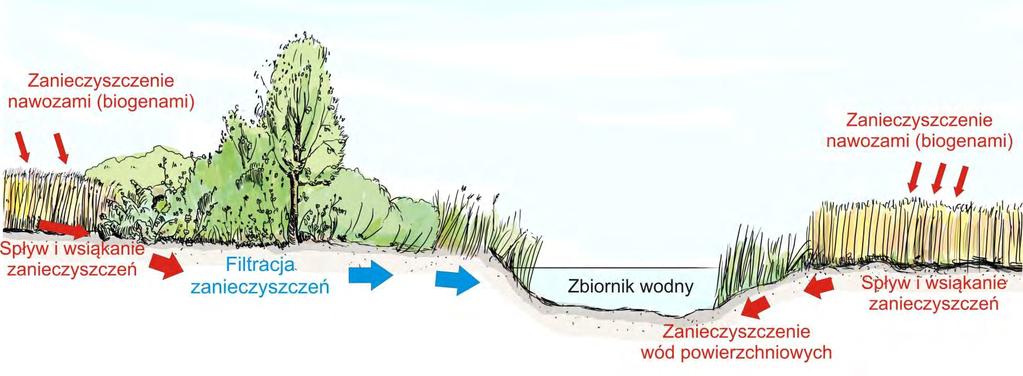 Oczyszczanie wód Pasy zadrzewień są zdolne przechwytywać biogeny z wody przesączającej się przez strefy zasięgu systemów