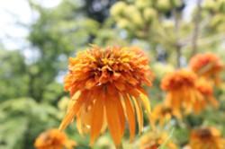 Echinacea