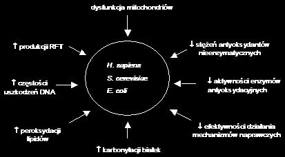 sygnałowej (ang. retrograde signaling response), które stanowi ich reakcję na postępujące zmniejszanie się potencjału błony wewnętrznej, a tym samym obniżoną zdolność do generowania ATP.
