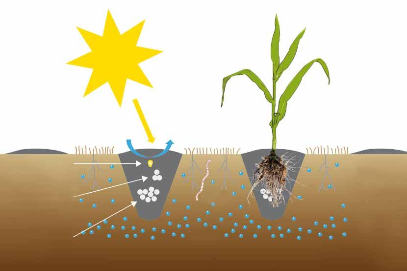 Koncepcja: strip-till z maszyną Kultistrip Słońce Powietrze Resztki pożniwne Nasiono kukurydzy Nawóz umieszczany przez siewnik punktowy Dżdżownica Nawóz umieszczany przez Kultistrip Woda Po siewie