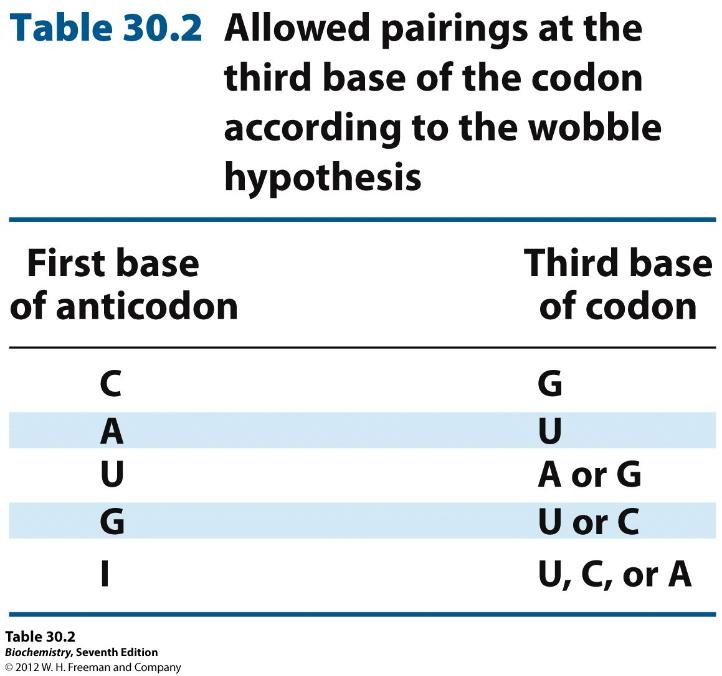 The Wobble Hypothesis - Hipoteza wahadła Dwie pierwsze zasady kodonu parują standardowo - rozpoznanie jest precyzyjne Na pozycji trzeciej obowiązuje mniej ścisła zasada parowania i mogą się tworzyć