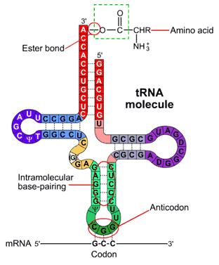 Translacja trna jest cząsteczką adaptorową, aminokwas przyłączany jest do trna w dwuetapowej reakcji aminoacylacji Miejsce przyłączania aminokwasu Przenosi specyficzny aminokwas do miejsca syntezy