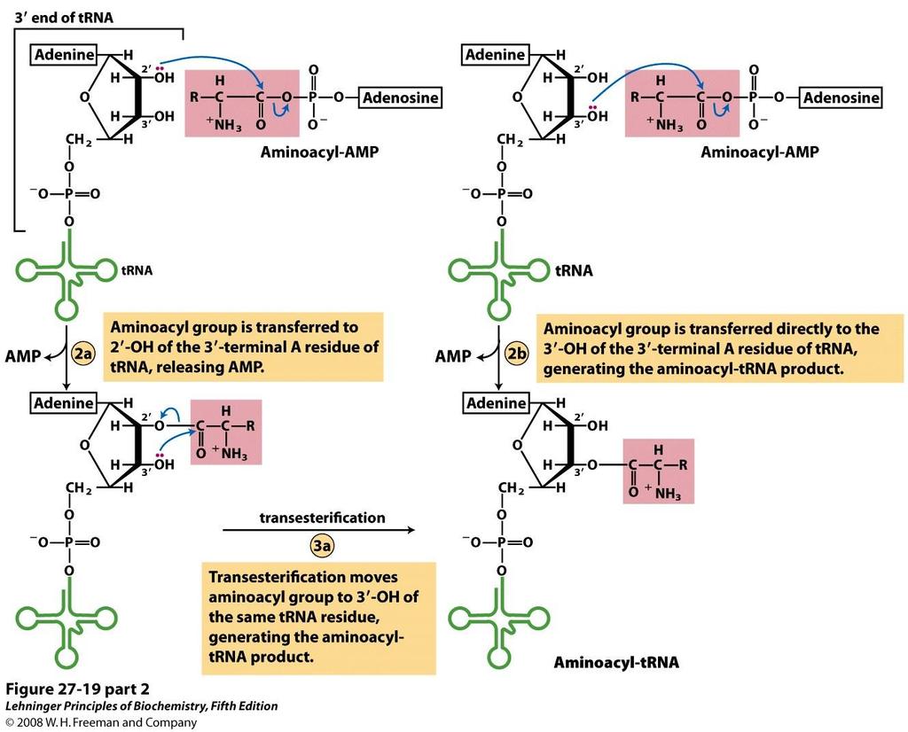 Aminoacylacja trna etap 2 Przeniesienie grupy aminoacylowej aminoacylo-amp na cząsteczkę trna z utworzeniem