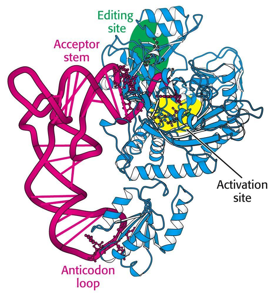 Syntetazy rozpoznają dwa miejsca w trna: pętlę antykodonu ramie akceptorowe (CCA) Threonyl-tRNA synthetase complex Jedyny enzym, który zna kod genetyczny Dokładne