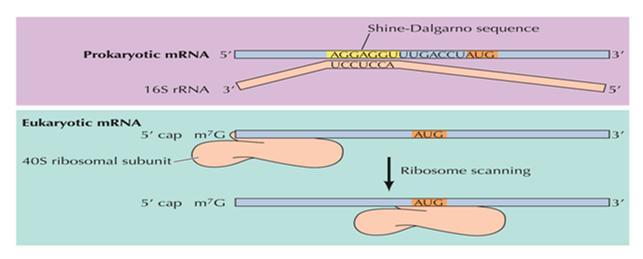 1. Inicjatorowy trna aminokwasem rozpoczynającym syntezę białka jest metionina, u prokariontów to N-formylometionina. Inicjatorowy aminoacylotrna nazywa się Met-tRNA i 3.