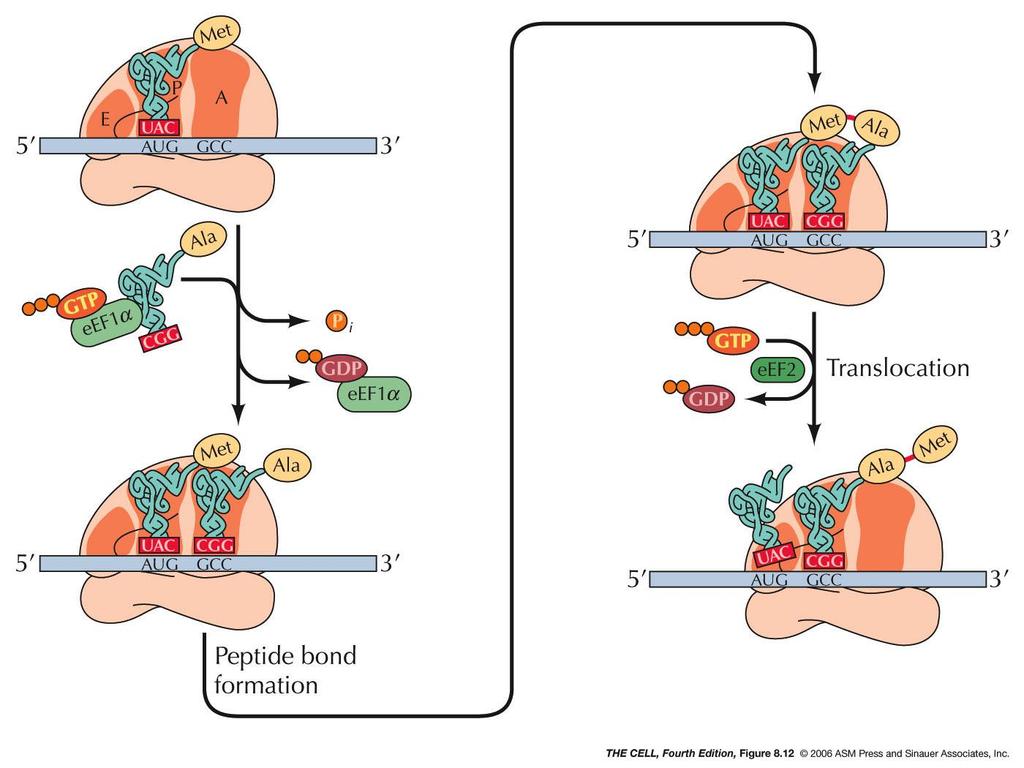 Czynniki elongacyjne występują w kompleksie z GTP i dostarczają aminoacylo-trna do rybosomów Kolejnym