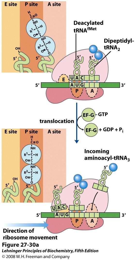 Etap translokacji Rybosom przesuwa się o jeden kodon w kierunku 3 konca mrna Energia pochodzi z hydrolizy GTP związanego z translokazą - EF-G Ruch rybosomu przesuwa dipeptidyltrna z miejsca A