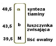 11. Założono, że locus genu warunkującego położenie łuszczynki wynosi 43,5 j.m., a każdy z kolejnych genów leży po jego przeciwległej stronie.