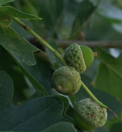 Fagaceae ogonek liściowy krótki,