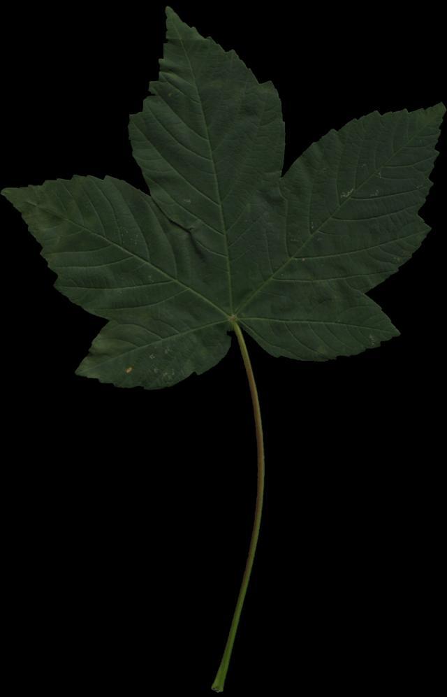 Acer platanoides