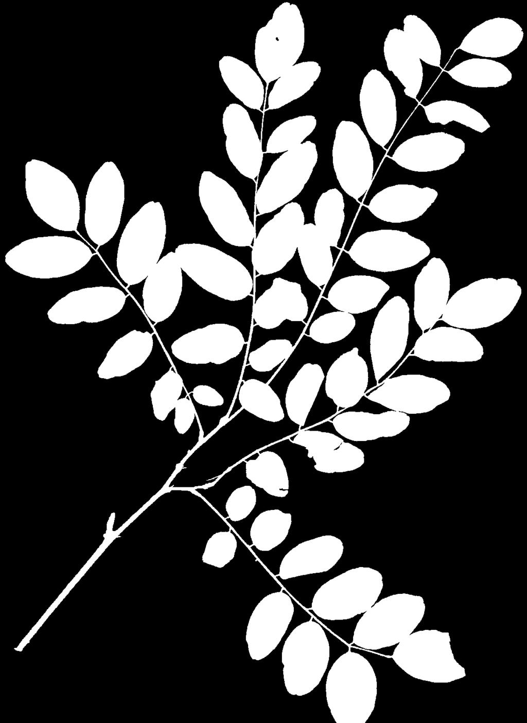 Robinia liście podzielone, odcinki
