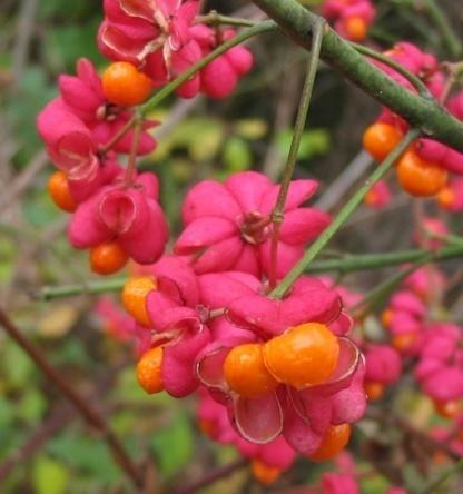 pokryte brodawkami Euonymus