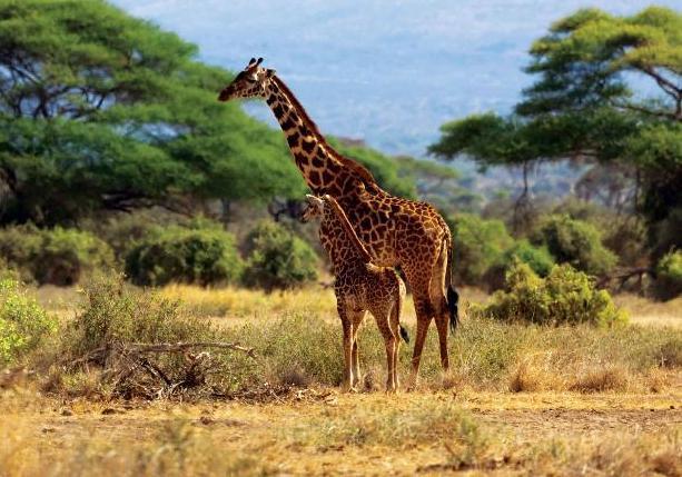 Dzień 9 Luty 2018 - PARK NARODOWY AMBOSELI Po śniadaniu całodzienne safari w parku Amboseli.