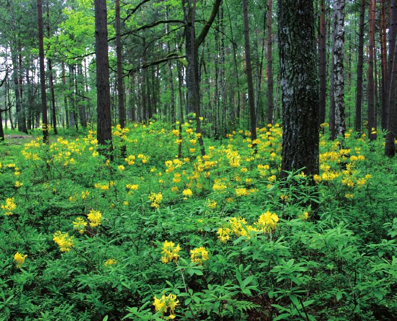 Chrońmy Przyr. Ojcz. rocznik 67, zeszyt 2, 2011 Ryc. 4. Pomnik Wilibalda Bessera w ogrodzie botanicznym w Krzemieńcu (Krzemieniec, 24.05.2009 r.; fot. E. Dubiel) Fig. 4. The monument of Wilibald Besser in the botanical garden in Krzemieniec town buildings (Krzemieniec, 24 May 2009; photo by E.