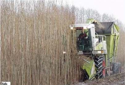 Biomasa z odpadów leśnych i rolniczych oraz z roślin