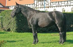 11 1619GWł LOTNA Klacz, rasa śląska Nr paszportu POL 008 67 00548 06 ur. 2006r. Maść zasadnicza: kara Wym. 166-198-23,5 Pkt. bon.