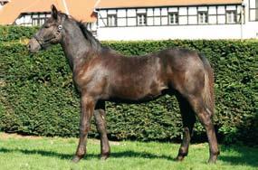 13 IRYS Ogier, rasa śląska Nr paszportu 616 008 67 00537 17 ur. 01.03.2017r. Maść zasadnicza: sk.gniada Wym.