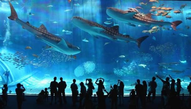 Sporą atrakcją tego miejsca jest 80-metrowy tunel prowadzący przez oceanarium, umożliwiający podziwianie