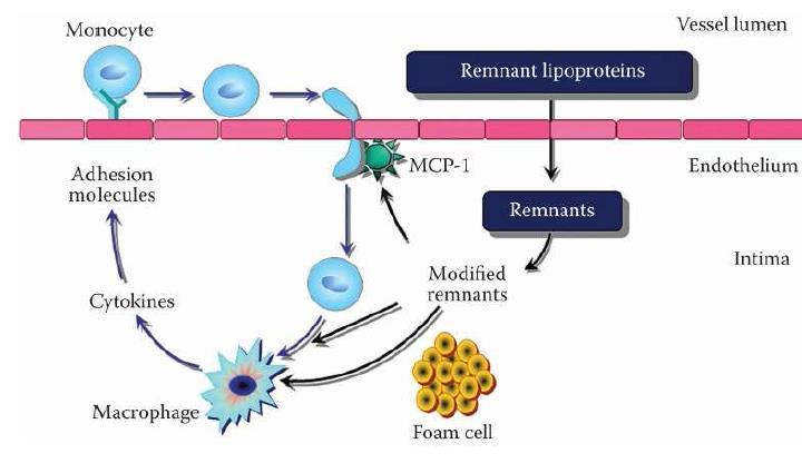 Lopez-Miranda, J. et al., Br.