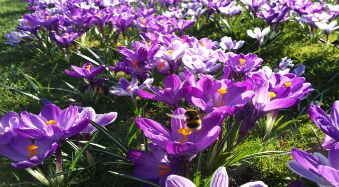 Jednym z miejsc, w których zostaną one wykonane jest promenada przy ul. Darwina, gdzie zostanie posadzona mieszanka odmian narcyzów, camassii i allium.