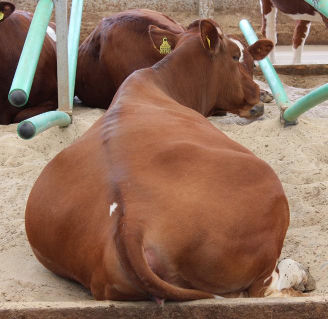COW-WELFARE COW-WELFARE FLEX STALLS ZALETY Unikalny system Flex Stalls charakteryzuje się następującymi zaletami korzystnymi zarówno dla stada jak i farmera.